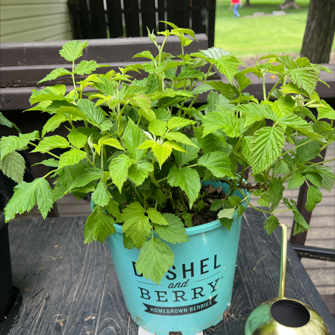 Healthy European Red Raspberry plant in a blue pot labeled 'Lishel and Berry'.