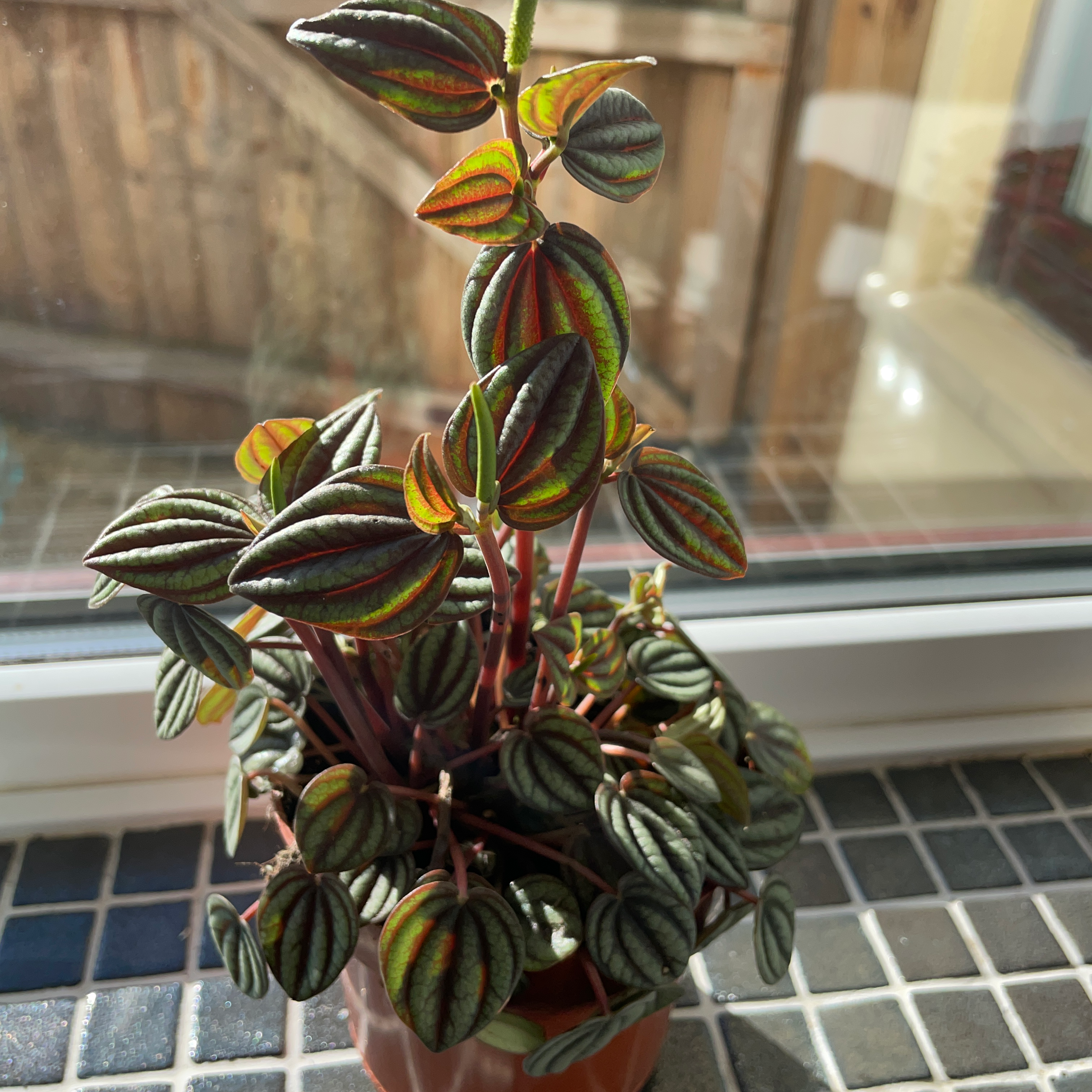 Healthy Piccolo Banda plant with vibrant, multicolored leaves in a pot on a tiled surface.