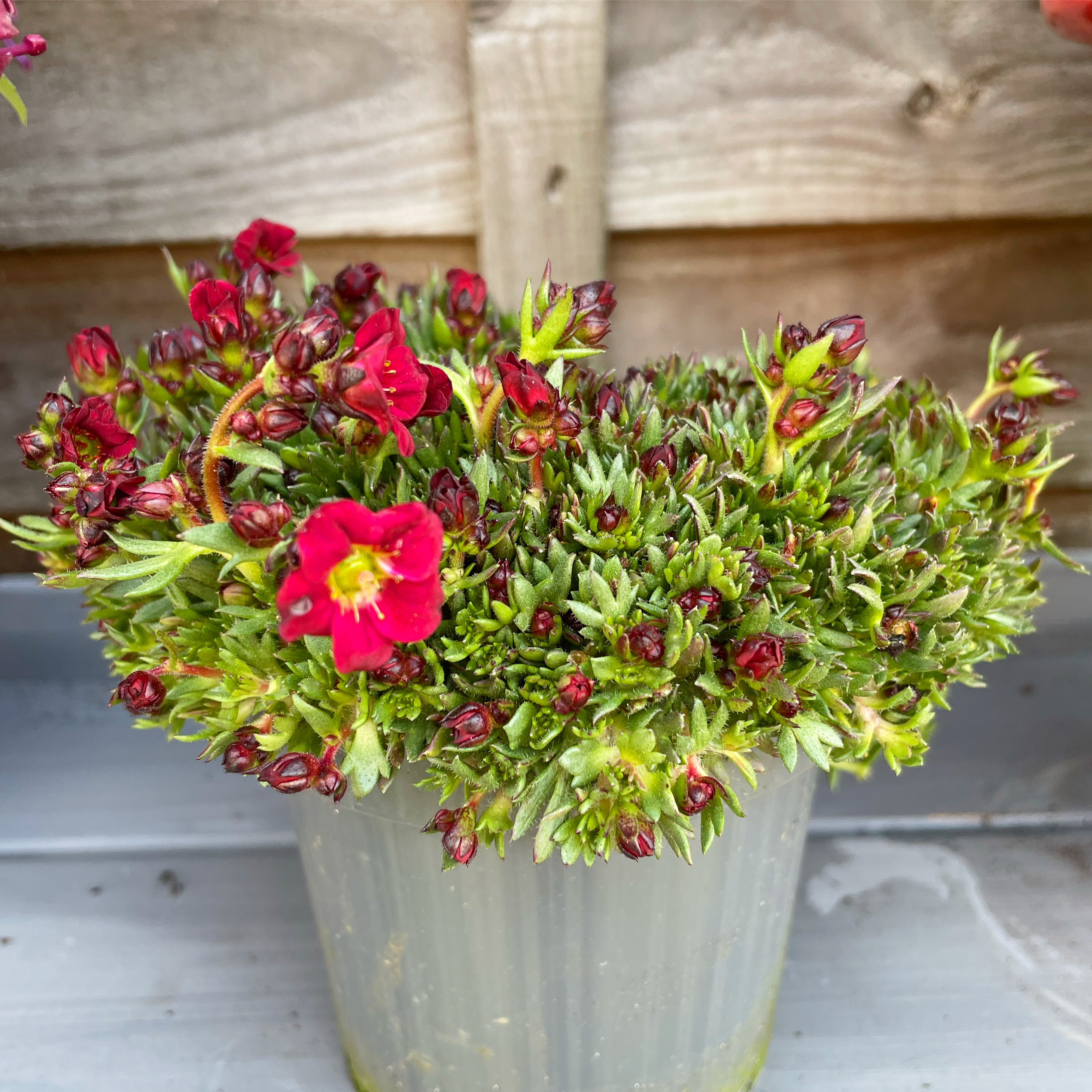 Photo of the plant species Mossy Saxifrage by @Geminisparks named Gaga on Greg, the plant care app
