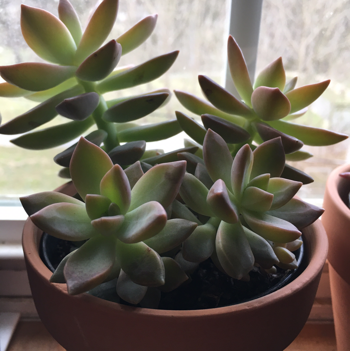 Sedum 'Firestorm' plant in a terracotta pot near a window, healthy with vibrant leaves.