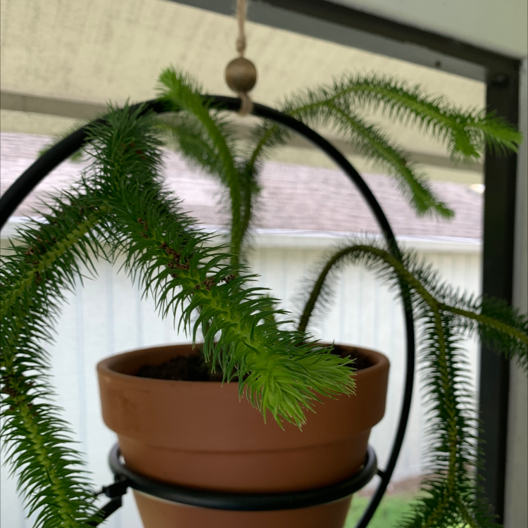 Photo of the plant species Rock Tassel Fern by @dejavuLD143 named Ursula on Greg, the plant care app