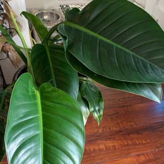 Philodendron 'Congo' plant in Longwood, Florida