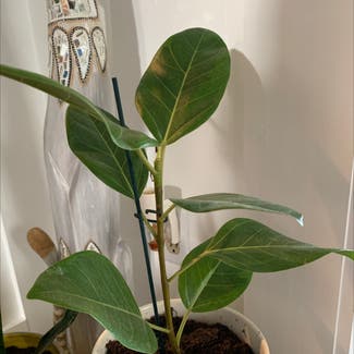 Audrey Ficus plant in Longwood, Florida