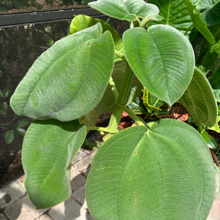 Photo of the plant species Princess flower by @dejavuLD143 named Orange on Greg, the plant care app