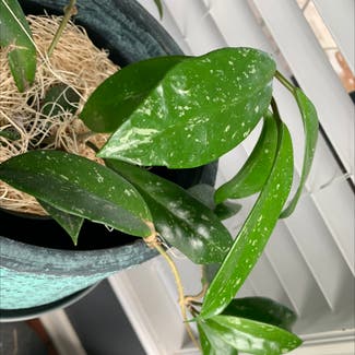 Hoya Pubicalyx plant in Longwood, Florida