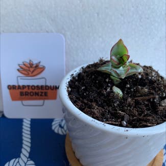 Graprosedum 'Bronze' plant in Longwood, Florida