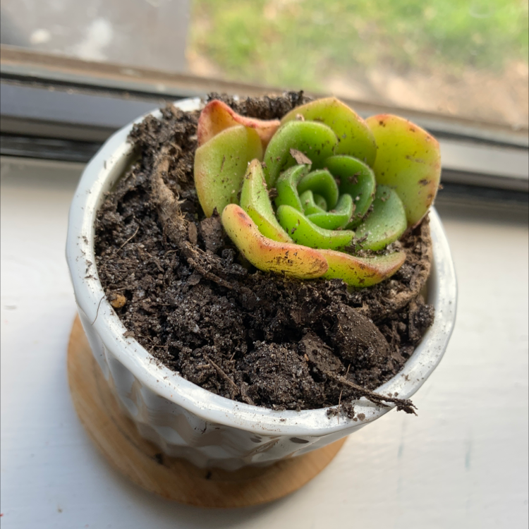 Aeonium 'Kiwi' plant in a white pot with visible soil, placed on a windowsill.