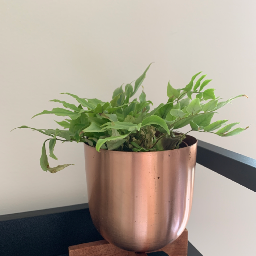 House Holly-Fern in a copper-colored pot on a wooden stand, with some browning leaves.