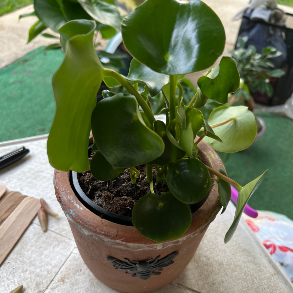 Photo of the plant species Pilea Sugar by @Maarilee named BEEHIVE on Greg, the plant care app