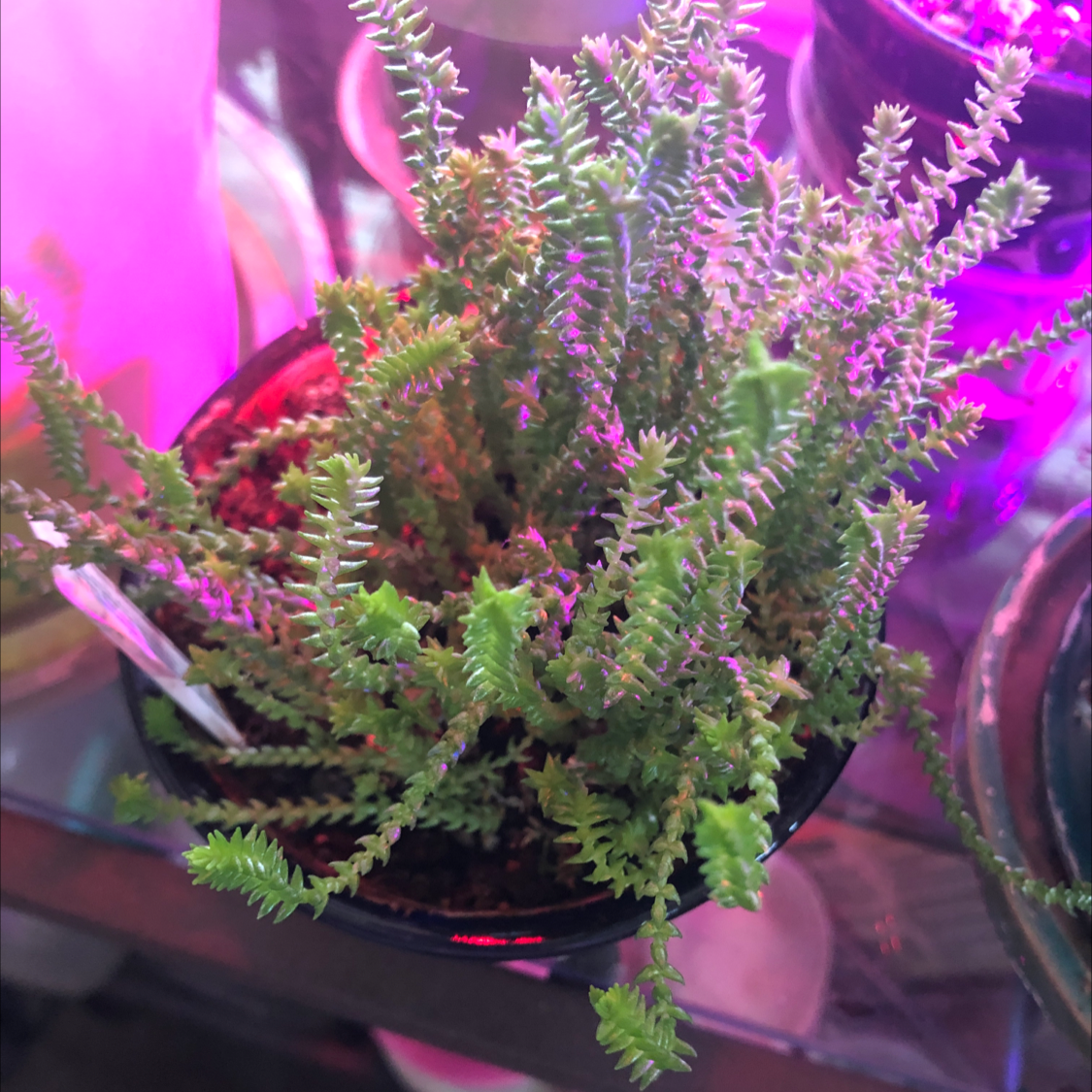 Rattail Crassula plant in a small pot with vibrant green foliage.