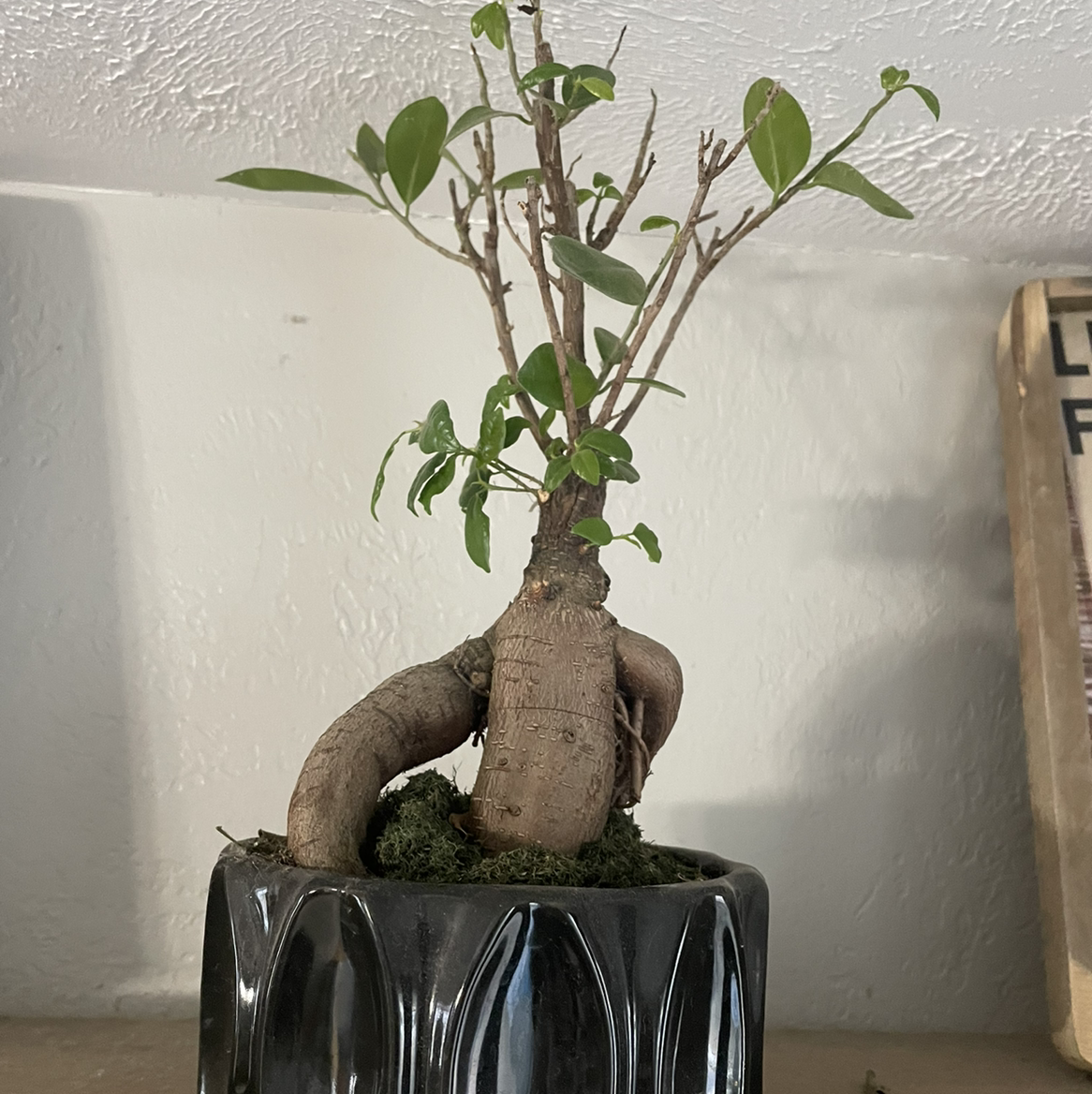 A healthy Ficus Ginseng bonsai tree with a thick, gnarled trunk and small green leaves, planted in a black ceramic pot.