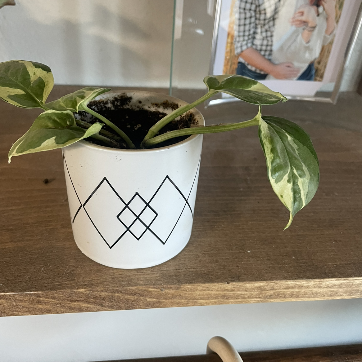 Pearls and Jade Pothos plant in a decorative pot with variegated leaves.