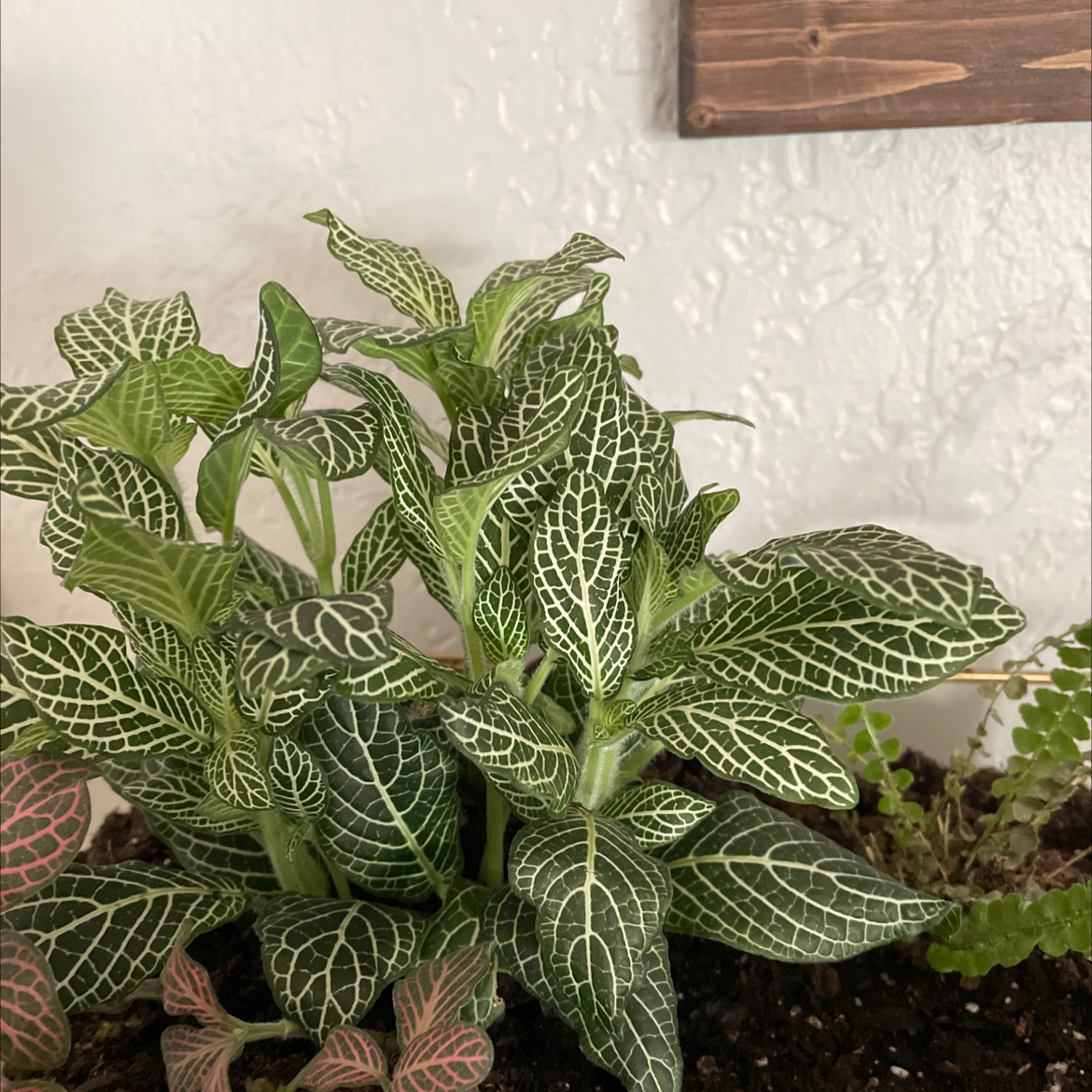 Healthy Nerve Plant (Fittonia) with distinct white veining on green leaves, visible soil.
