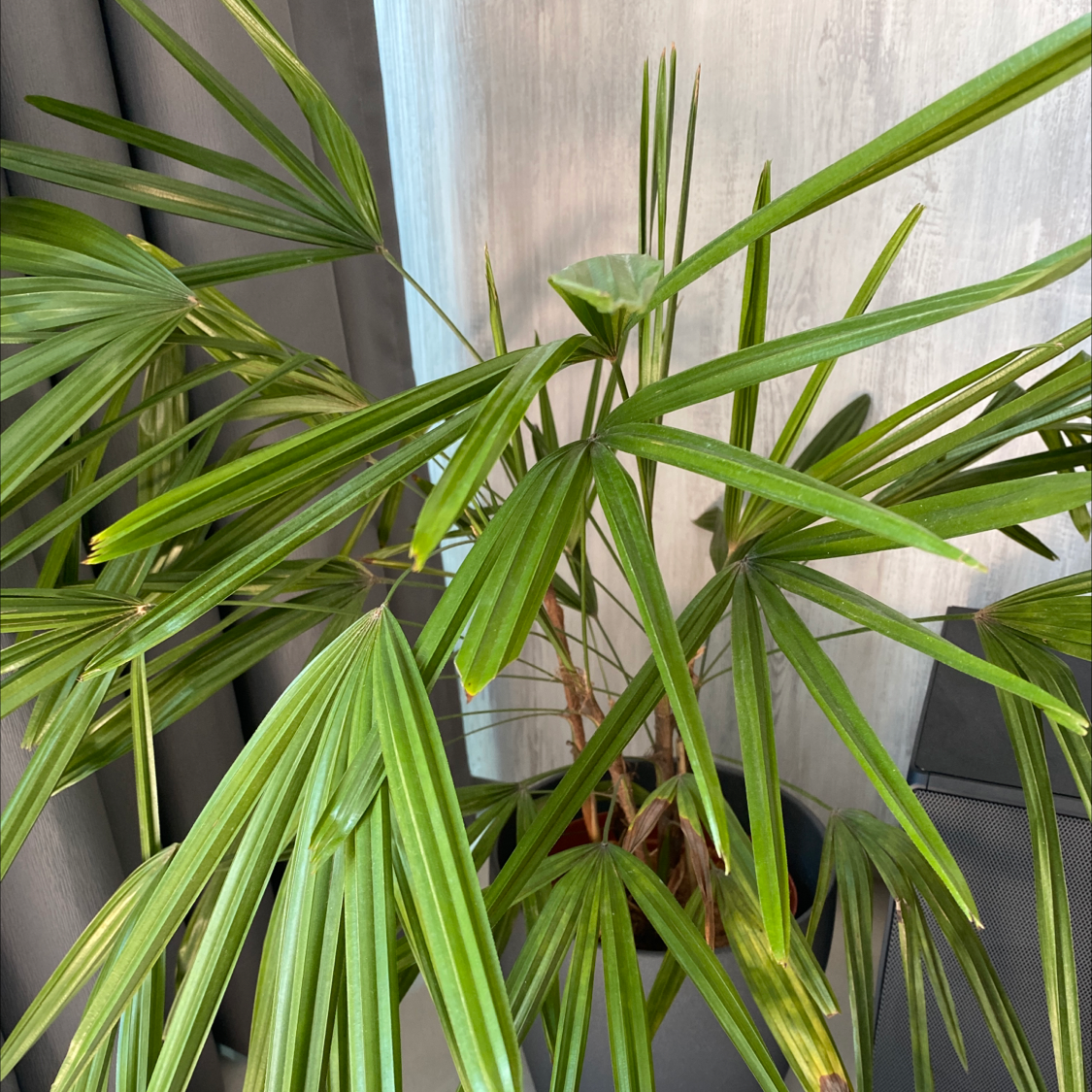 Healthy, thriving indoor Rhapis palm plant with dense green fronds, no signs of discoloration or disease.