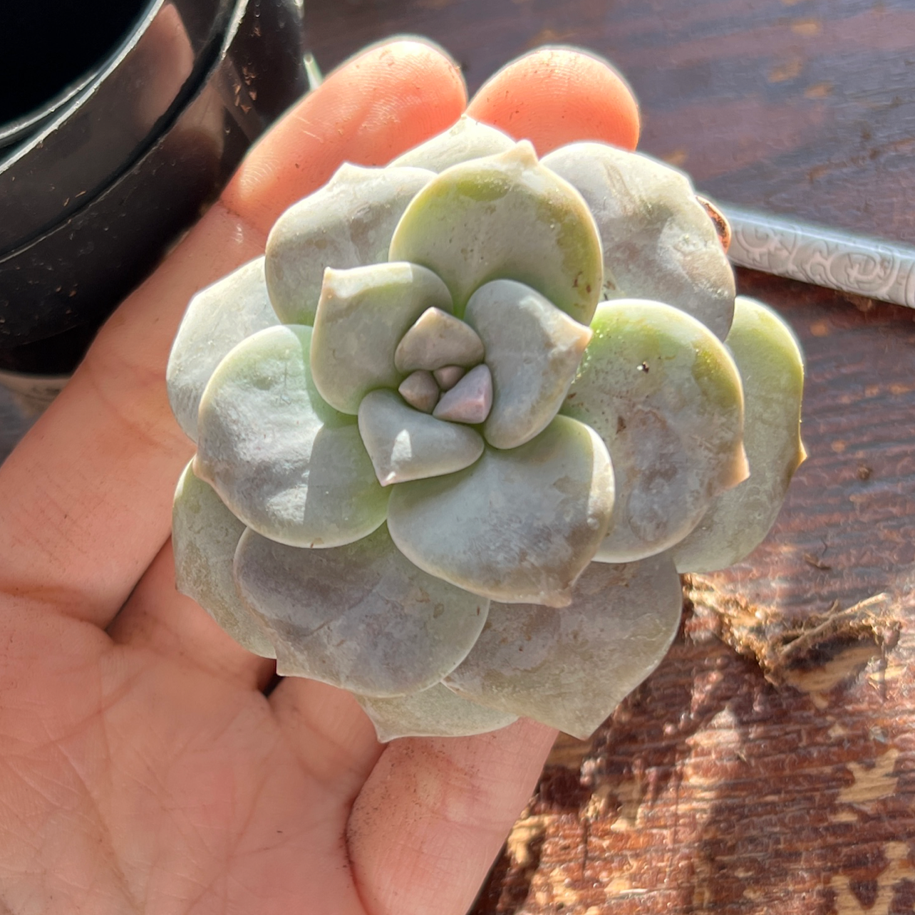 A healthy Five Stamen Graptopetalum succulent held in a person's hand.