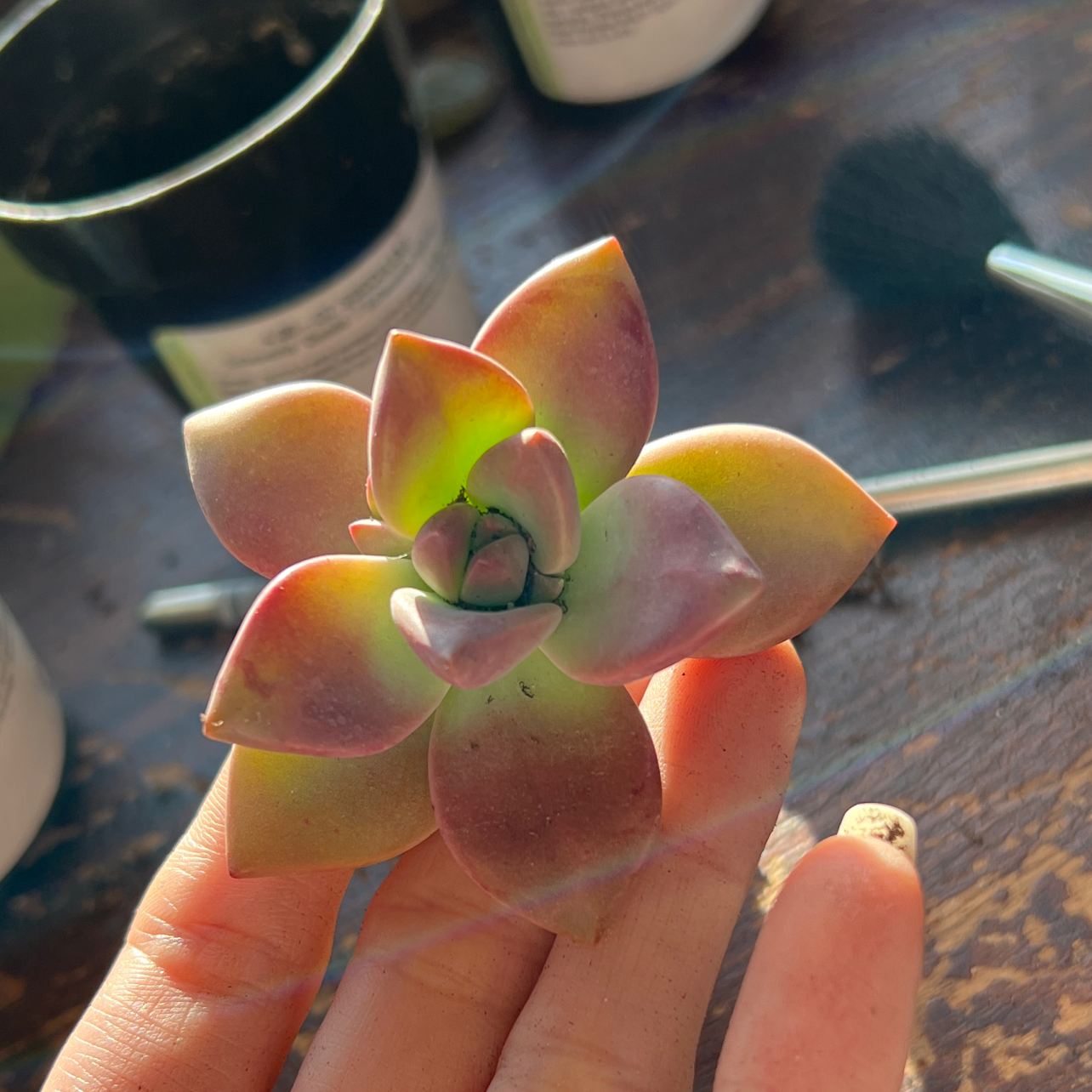Photo of the plant species Graptosedum 'California Sunset' by @lexisthebestest named Rosa on Greg, the plant care app