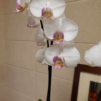 Phalaenopsis Orchid plant in Elberton, Georgia