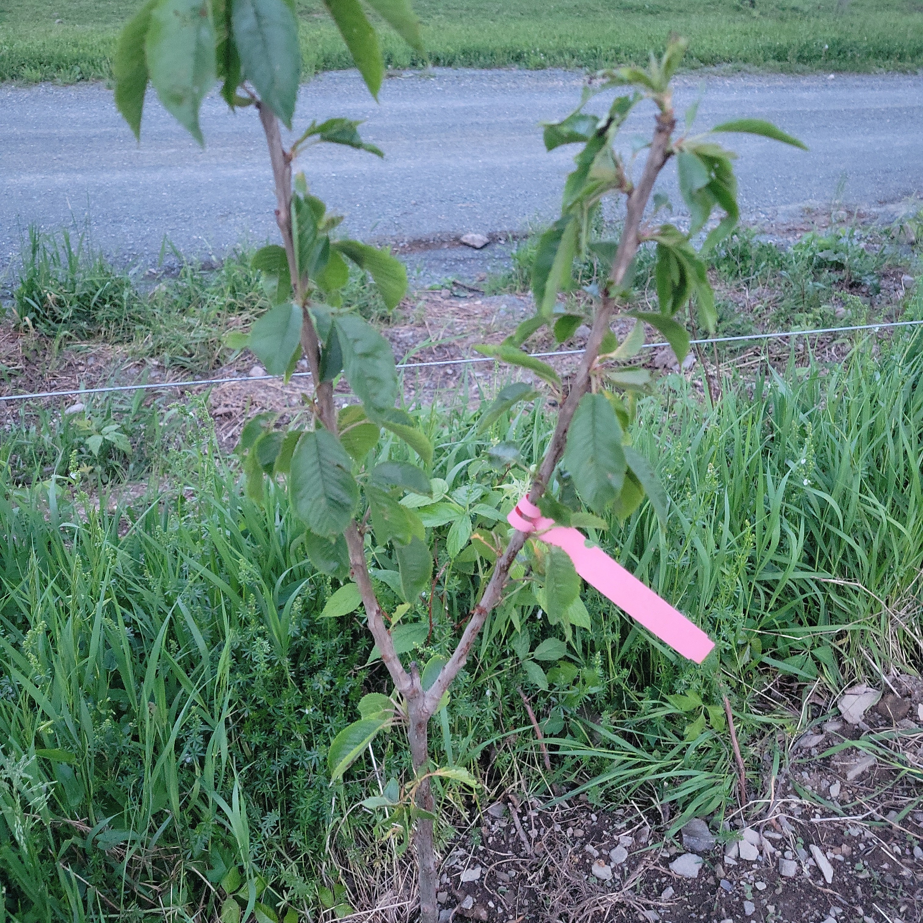 How Much Water Do Cherry Trees Need? A Complete Guide to Hydrating Your