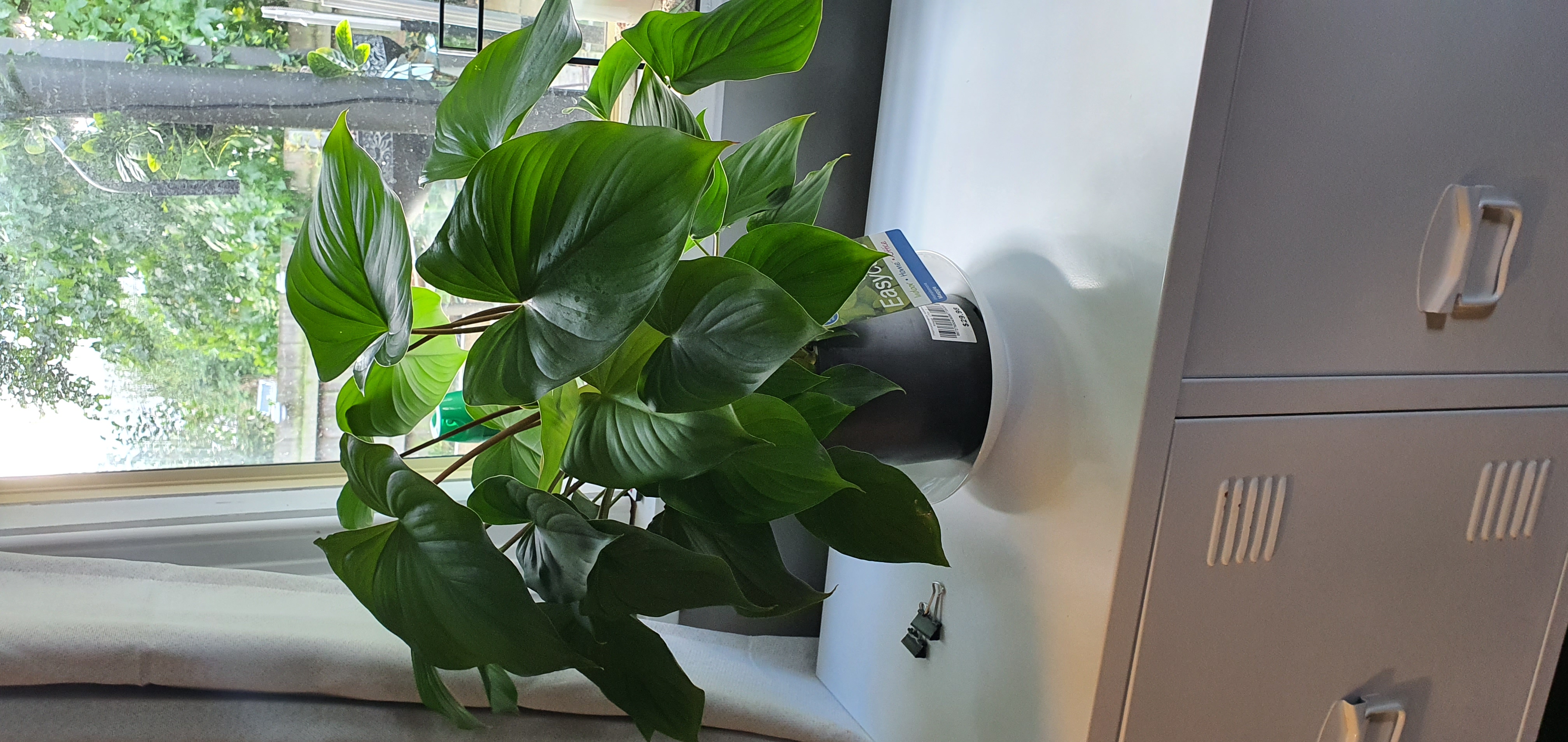 Homalomena Maggy plant on a white surface near a window, appearing healthy with vibrant green leaves.