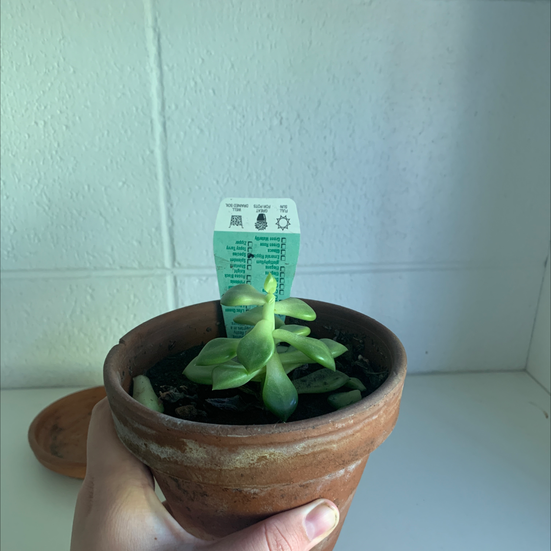 A healthy Prolific Echeveria in a terracotta pot with a care tag.