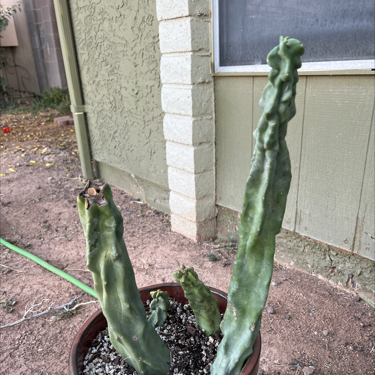 Photo of the plant species Spiral Totem Pole Cactus by @kelsielou5692 named Sylvia on Greg, the plant care app