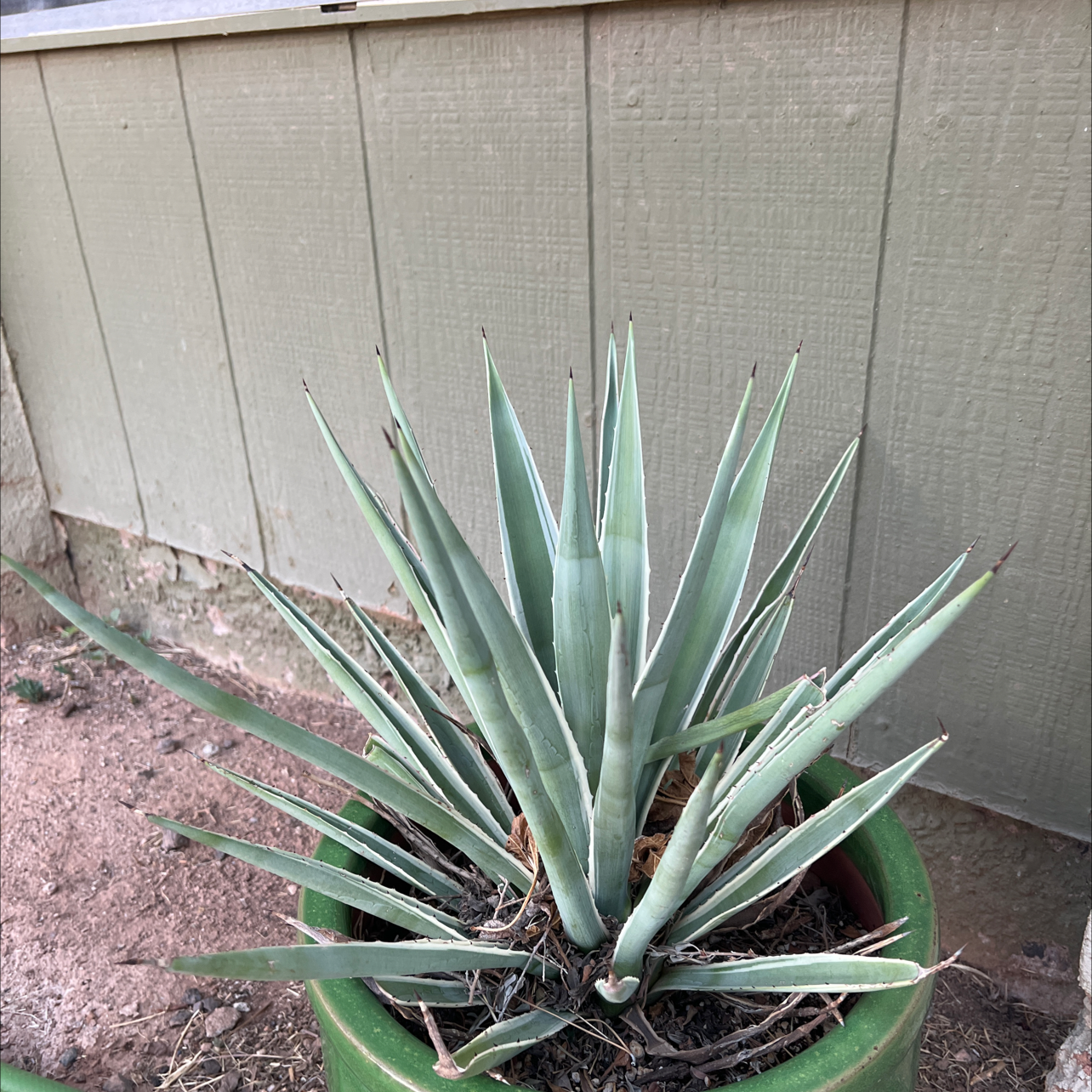 Agave plant in a green pot against a wooden wall, appears healthy.