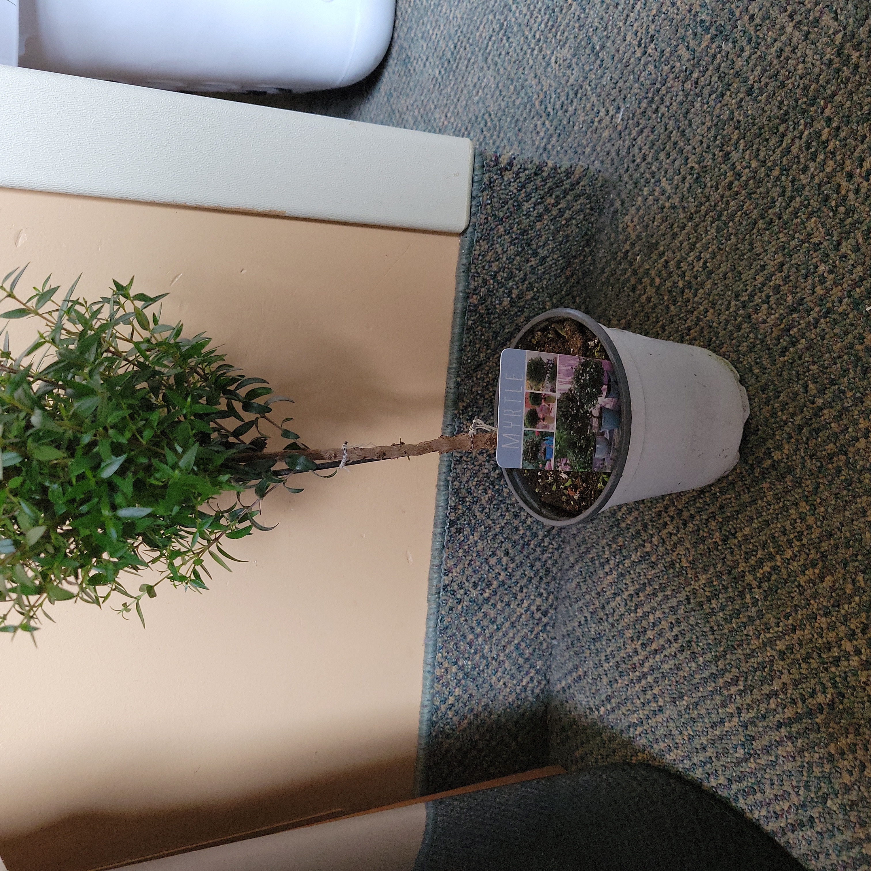 Potted Common Myrtle plant indoors on a carpeted floor.