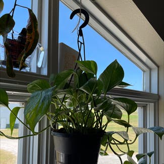 Golden Pothos plant in Haskell, Oklahoma