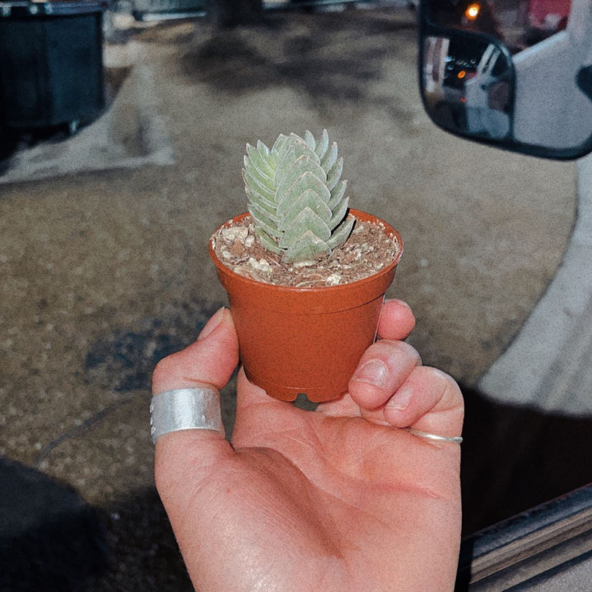 Crassula 'Buddha's Temple' plant in a small pot held by a hand.