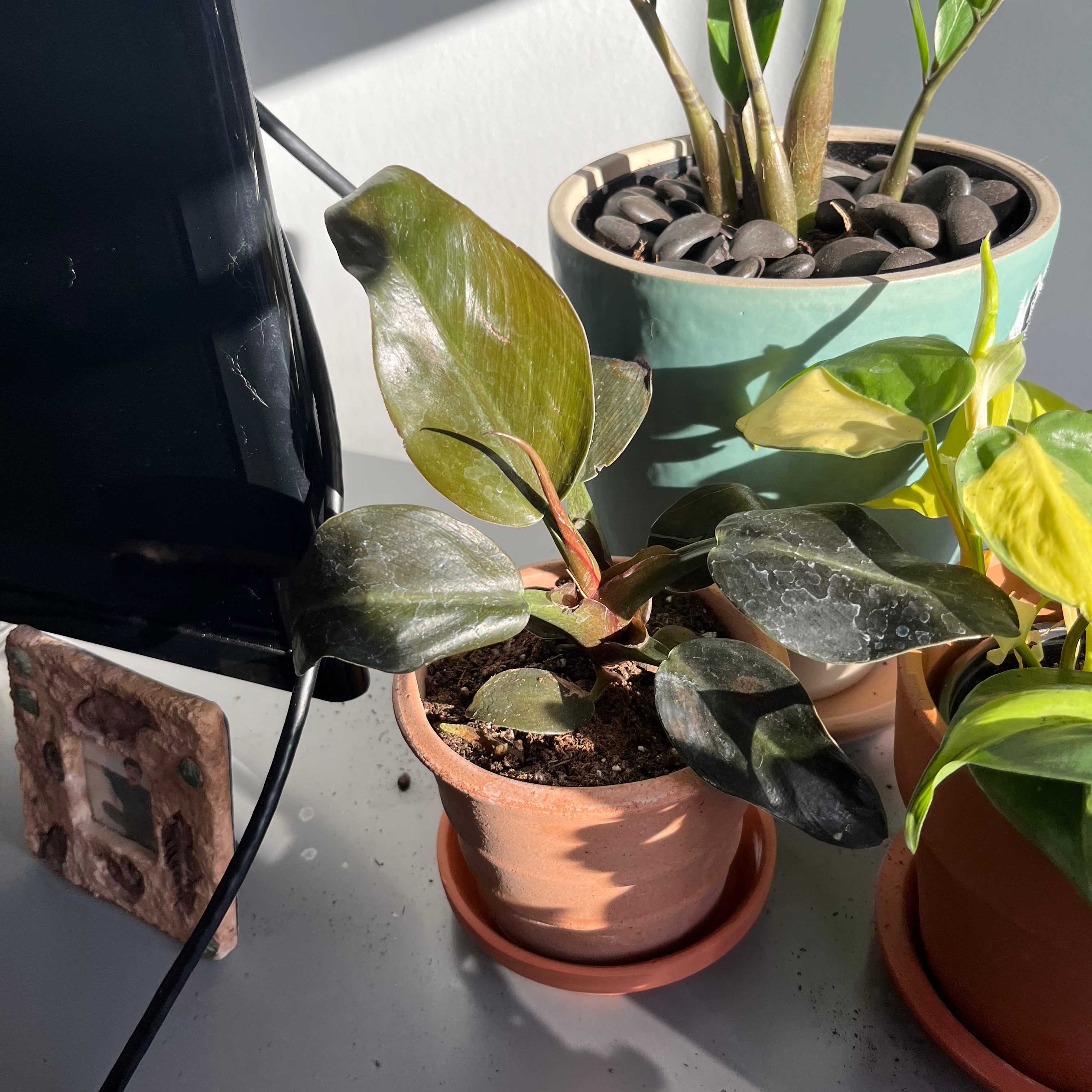 Philodendron 'Black Cardinal' in a terracotta pot with dark, glossy leaves.