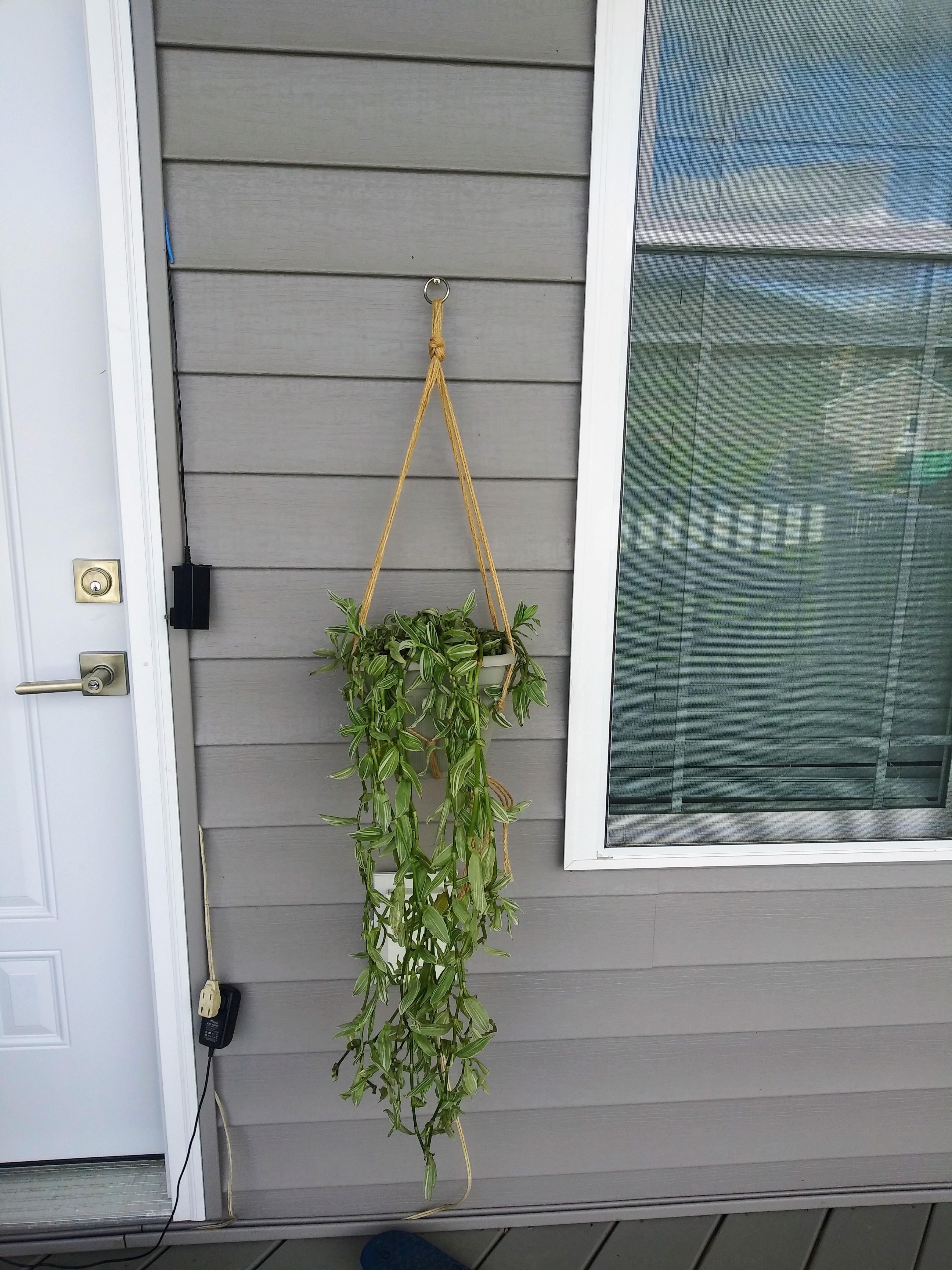 Hanging Tradescantia albiflora 'Albovittata' plant against a wall, appears healthy.