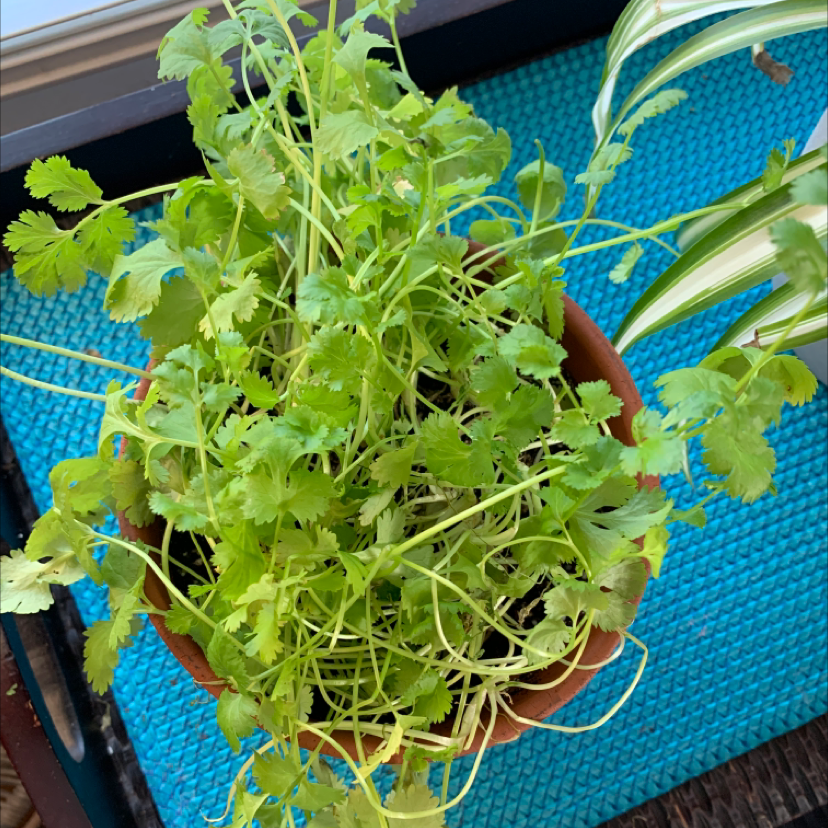 Cilantrana