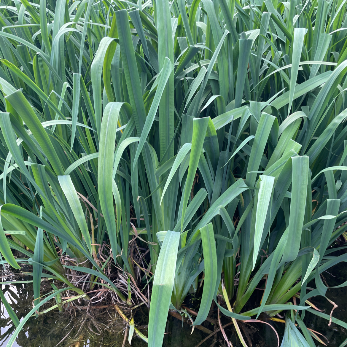 Dense cluster of long, narrow green leaves of a Yellow Iris plant in a wet environment.