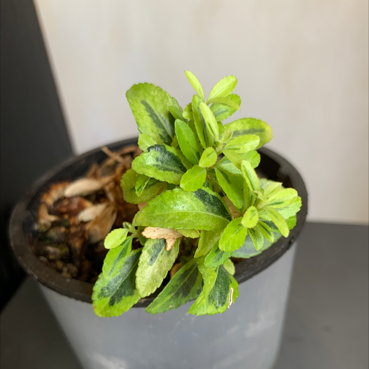 Sweetleaf plant in a pot with healthy green leaves and visible soil.