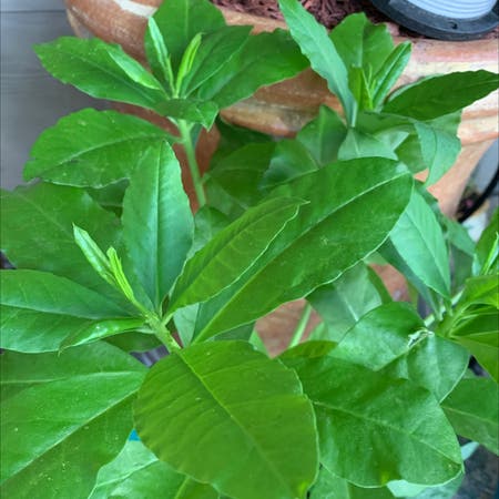 Photo of the plant species Ceylon Spinach by Tryniaouli named Robert Plant on Greg, the plant care app