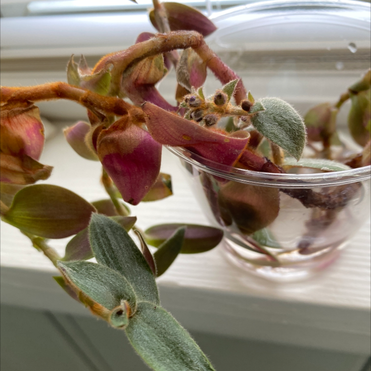 White Velvet plant with fuzzy leaves and reddish-purple buds in a transparent container on a window sill.