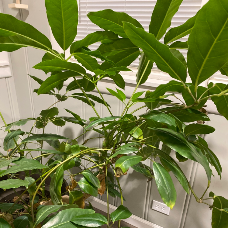 A healthy, thriving Umbrella Tree plant with lush green foliage and no signs of disease or distress, photographed indoors.