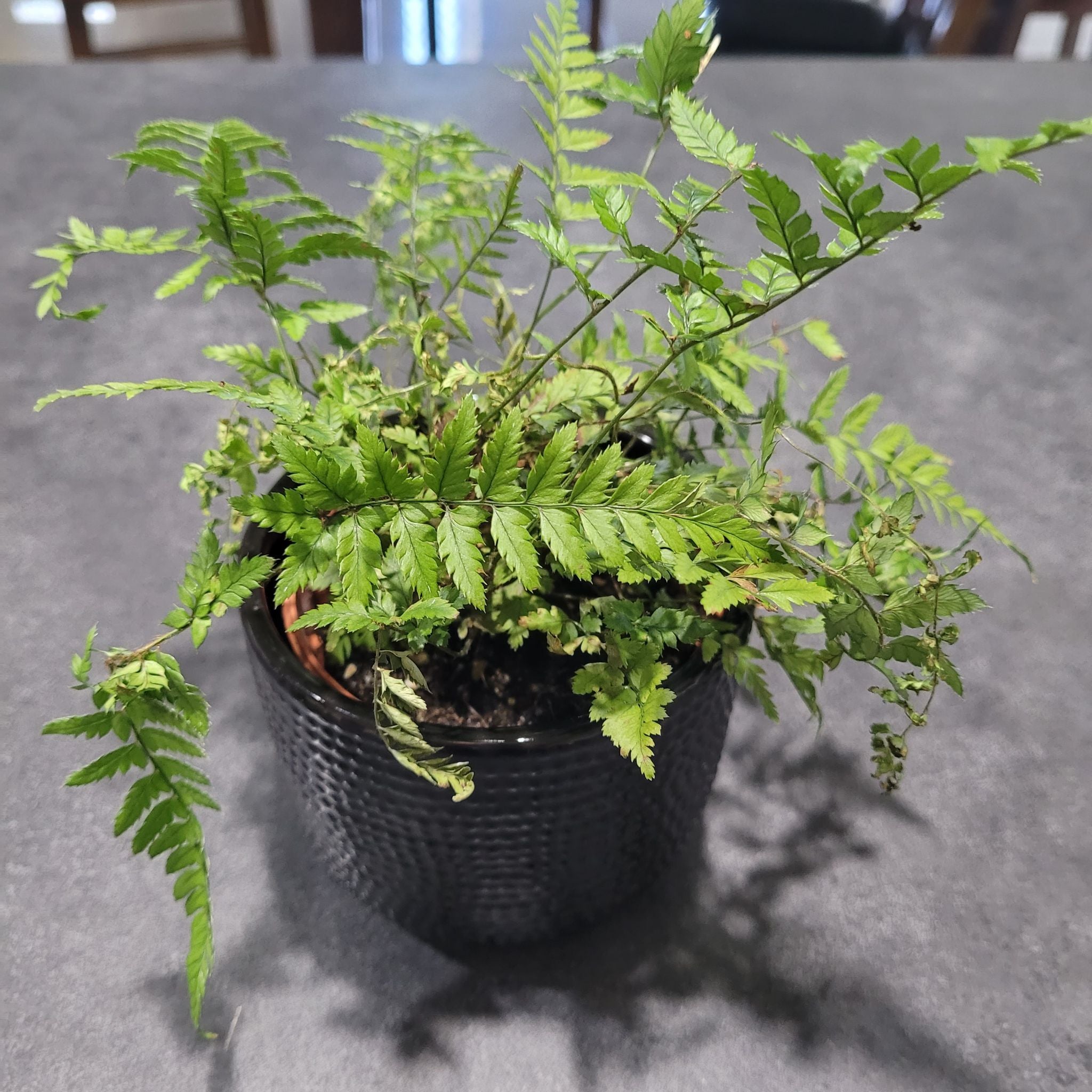 Huckleberry Fern