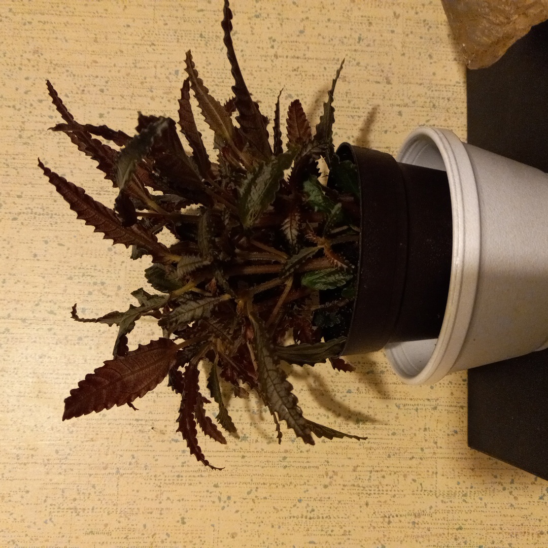 Potted Dark Mystery Pilea with dark, serrated leaves.