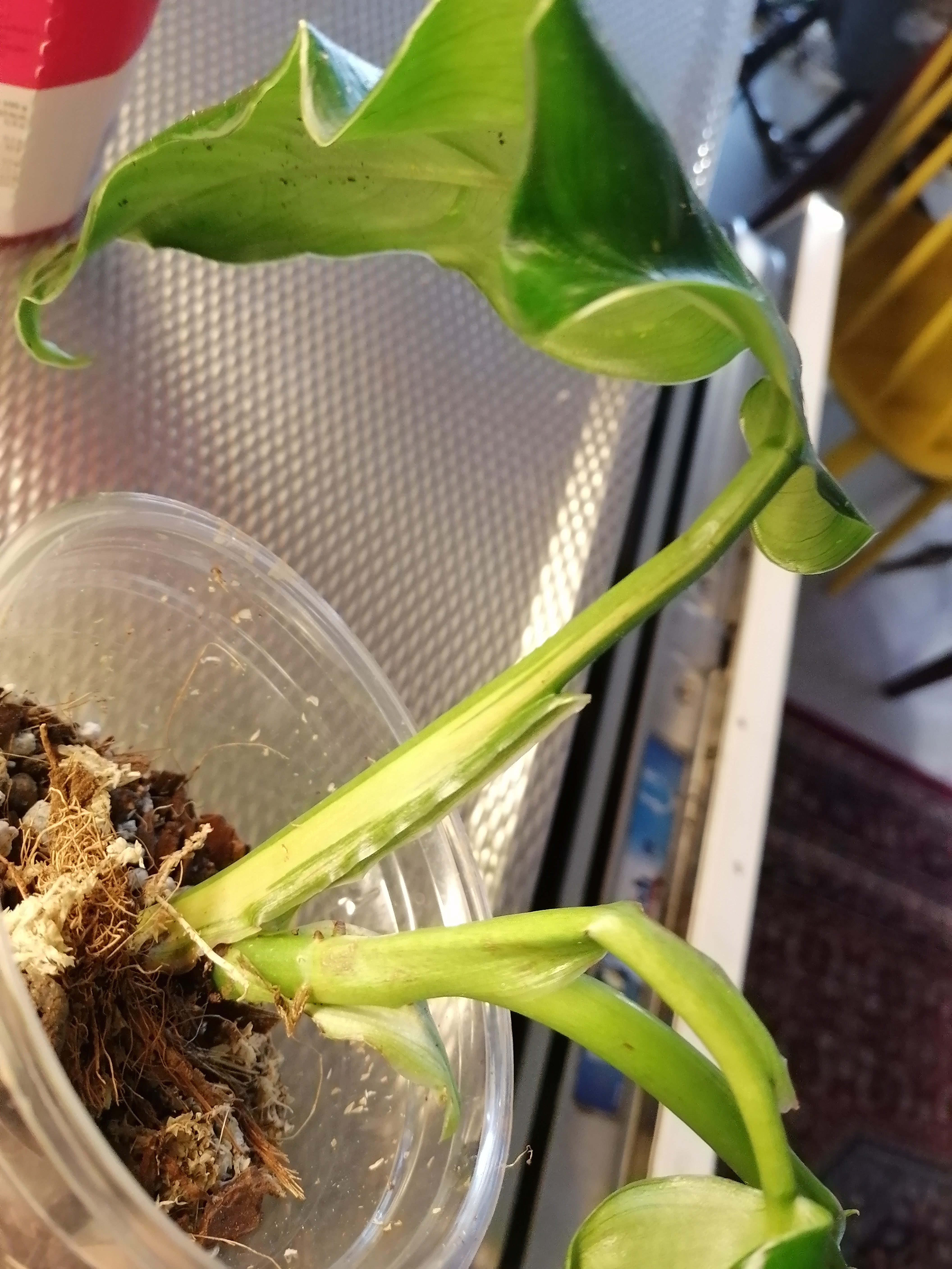 Variegated Philodendron plant in a clear plastic container with visible soil.