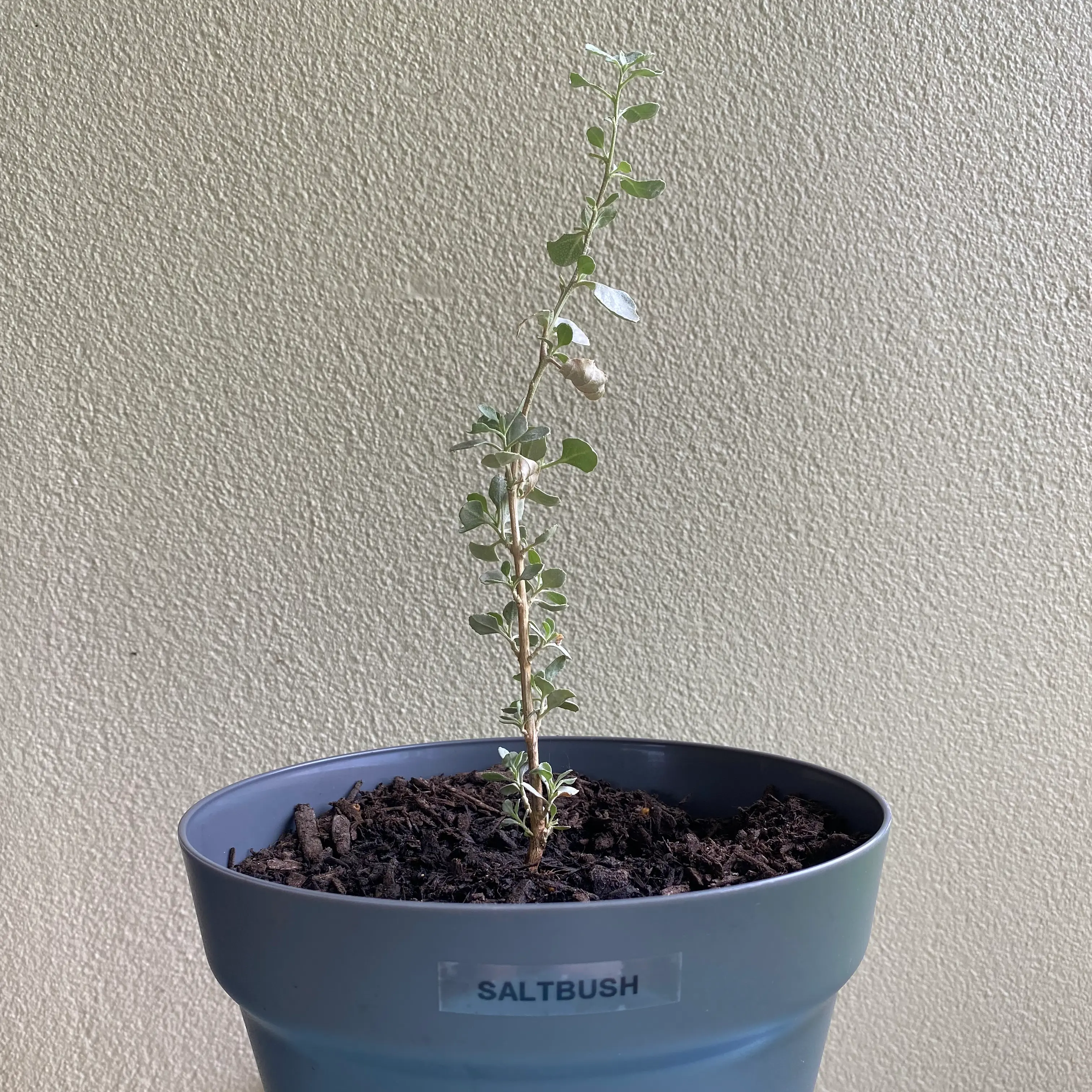 Photo of the plant species Australian Saltbush by @JasmineMyrtelle named Tjilyi on Greg, the plant care app