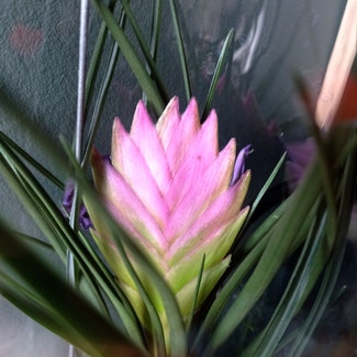 Pink Quill plant in Gouda, Zuid-Holland