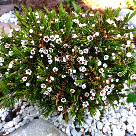 Photo of the plant species Geraldton Wax by Awwtmn named Alpie on Greg, the plant care app