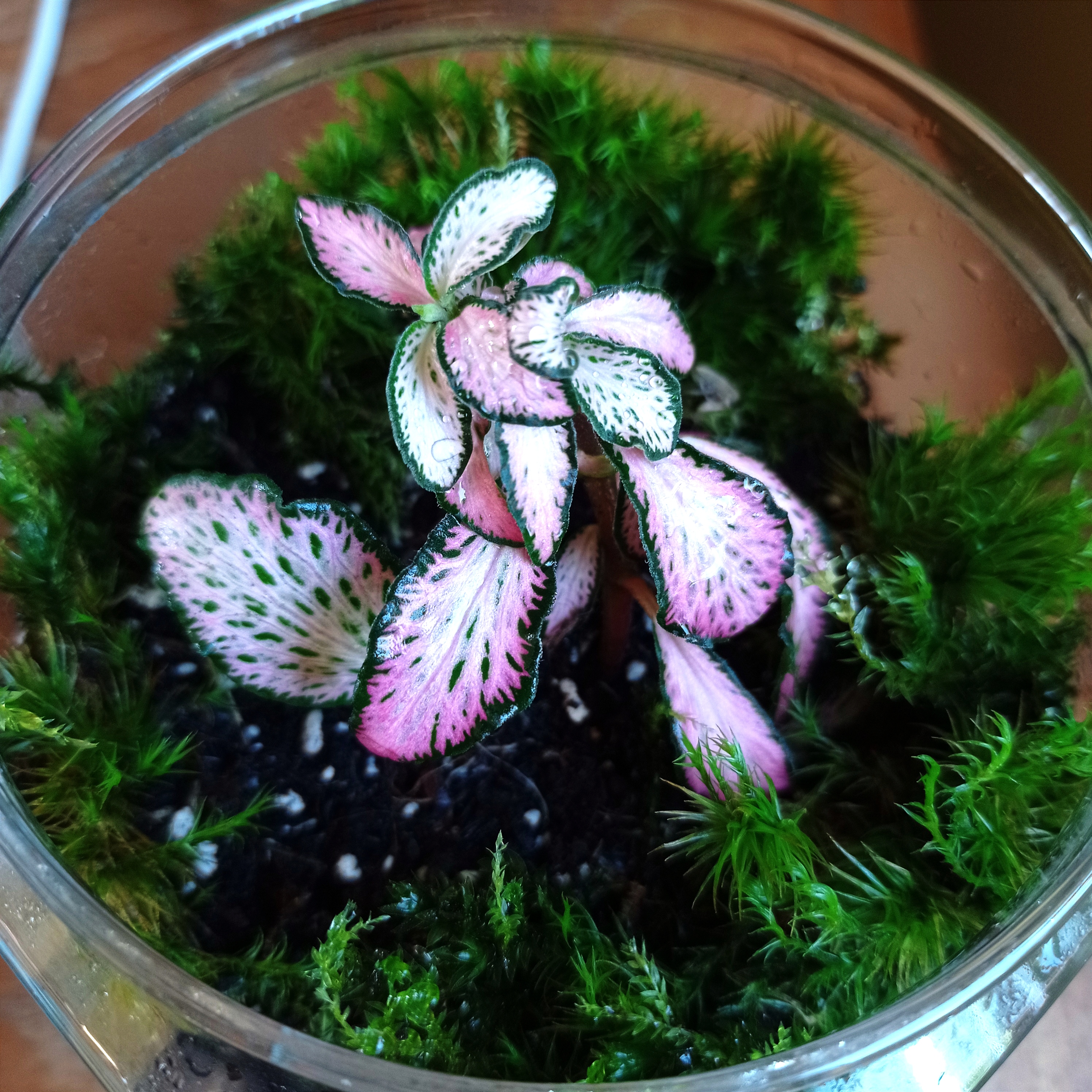 Pinky Moss