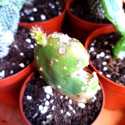 Drooping Prickly Pear plant
