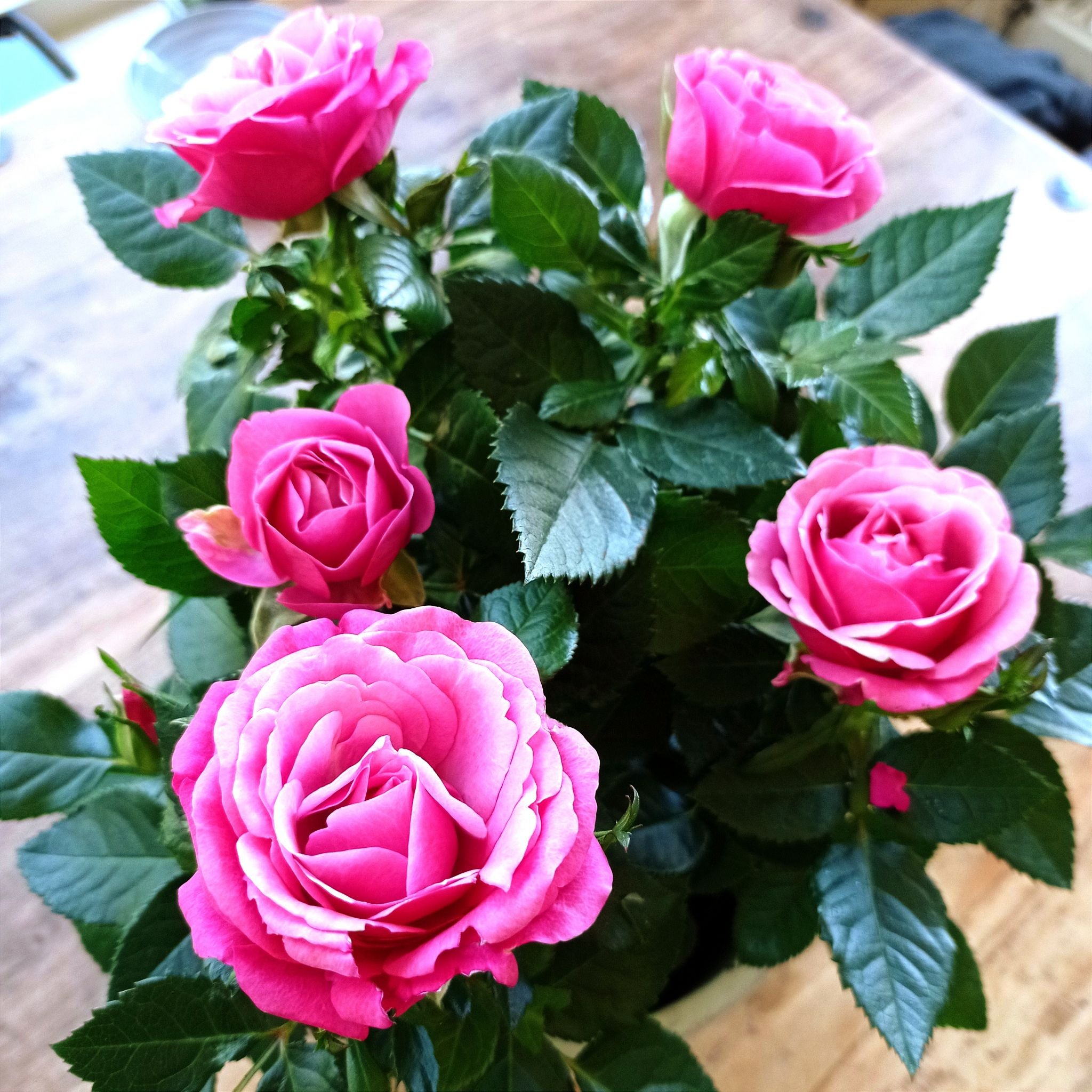 Photo of the plant species China Rose by @lyapiness named Rosanne on Greg, the plant care app