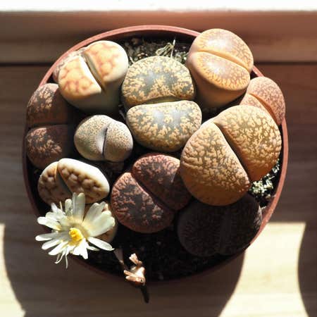 Photo of the plant species Living Stones by Awwtmn named Mosgozhopki on Greg, the plant care app
