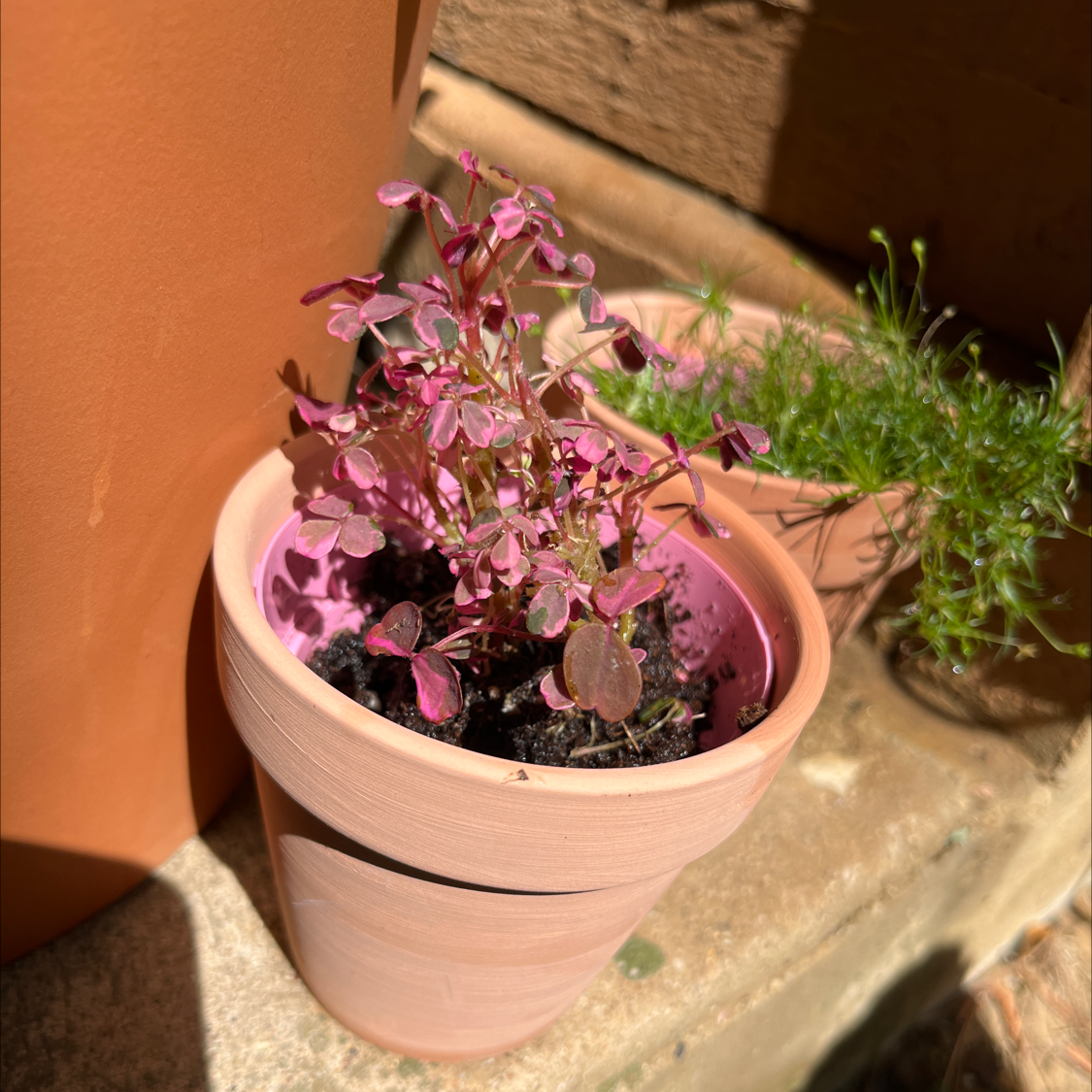 Photo of the plant species Oxalis herrerae by @PeakBabyburro named Plum pretty fairy on Greg, the plant care app