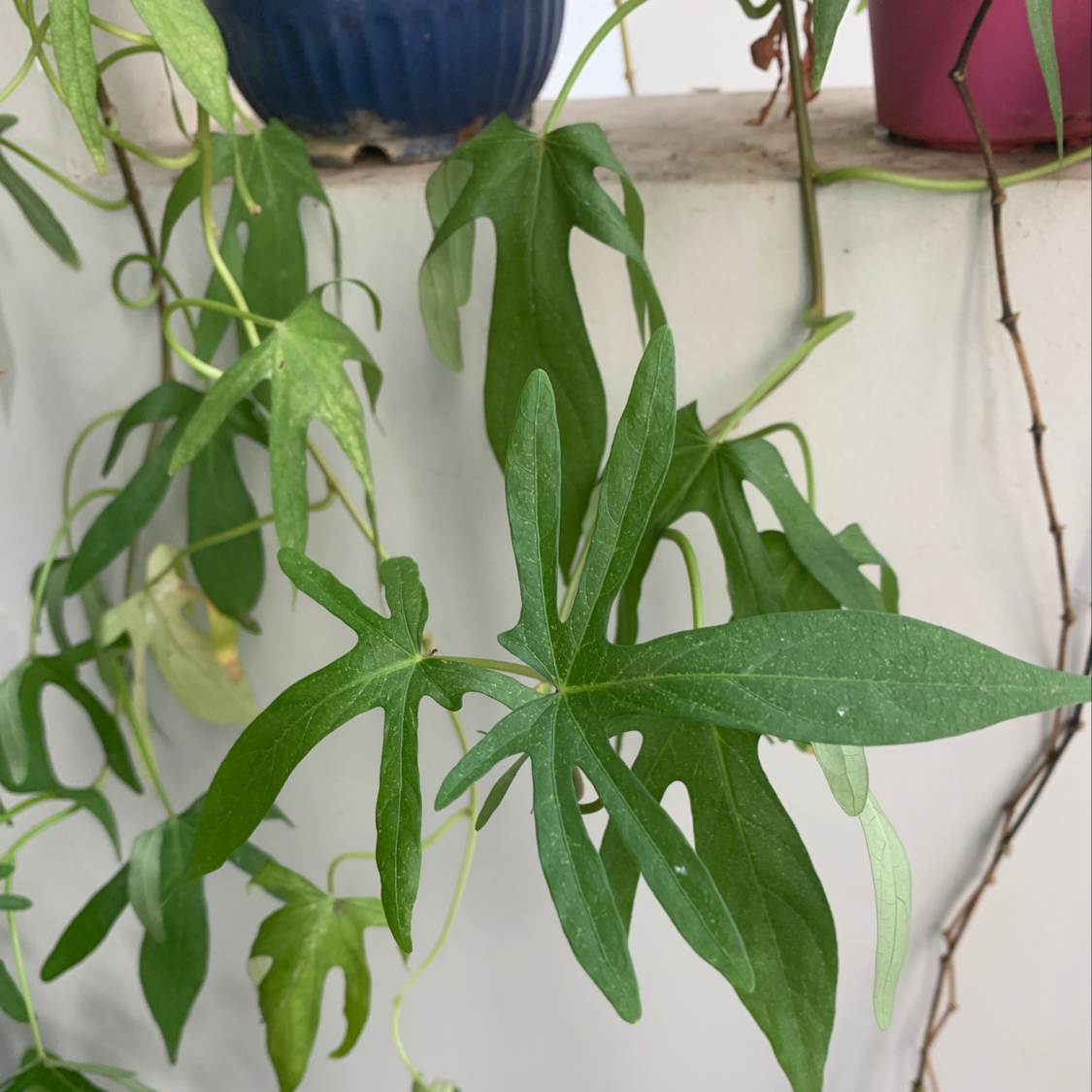 Healthy sweet potato vine plant with vibrant green arrow-shaped leaves, growing in a container.