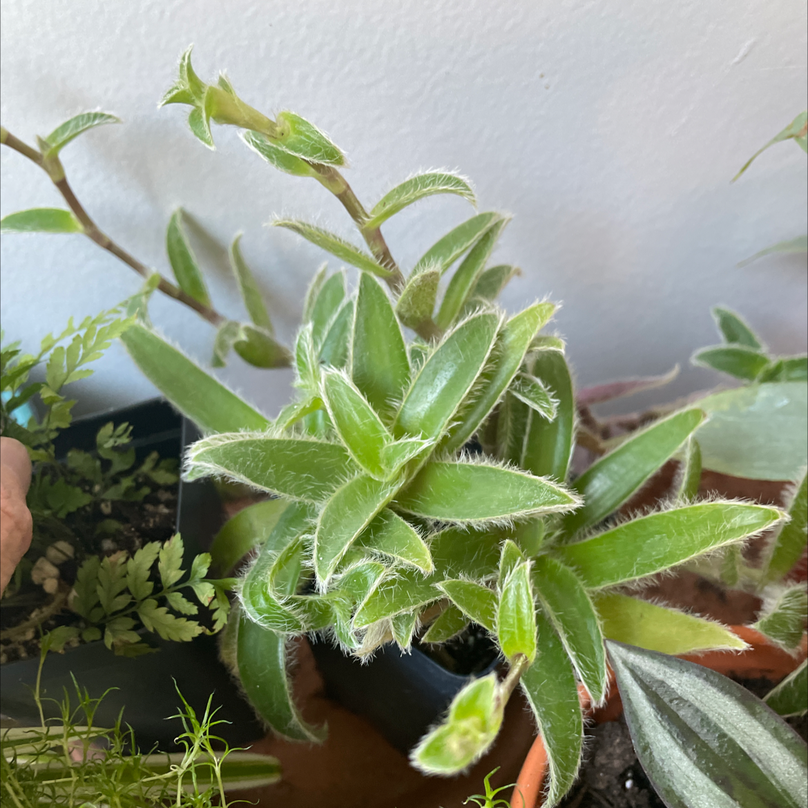 Healthy Kitten Ears plant with fuzzy green leaves, well-framed and in focus.